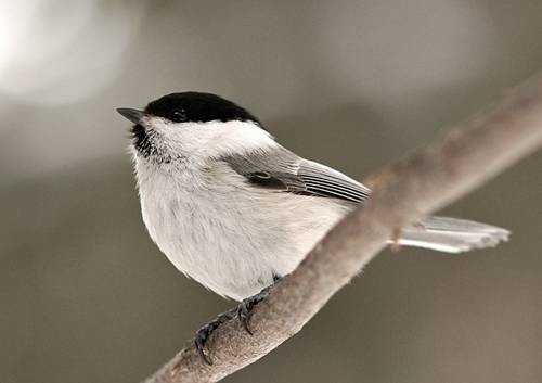 Фото 1109
Фотограф: Сергей Буркацкий

Просмотров: 343
Комментариев: 1