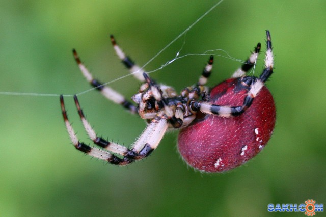 паучок

Просмотров: 1970
Комментариев: 2