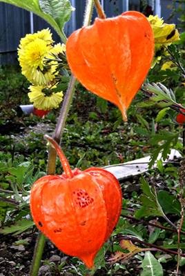 DSC04155
Фотограф: Сергей Буркацкий

Просмотров: 432
Комментариев: 0