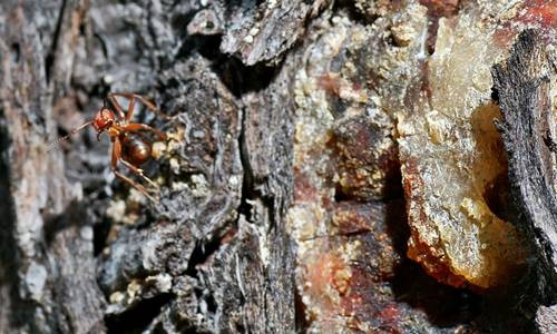 DSC07445
Фотограф: Сергей Буркацкий

Просмотров: 430
Комментариев: 0