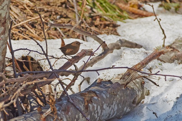Winter Wren
Фотограф: VictorV
Крапивник
Просмотров: 721
Комментариев: 0