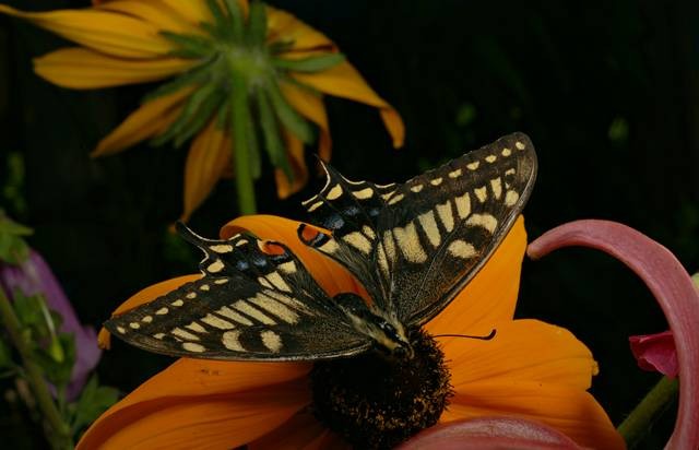 DSC02167
Фотограф: Сергей Буркацкий

Просмотров: 426
Комментариев: 0