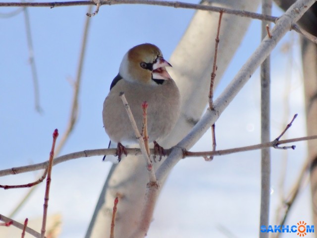 Дубонос

Просмотров: 581
Комментариев: 1