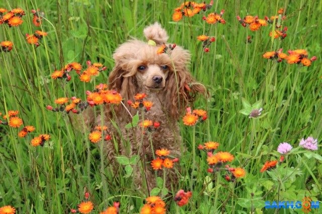 Мэри

Просмотров: 597
Комментариев: 0