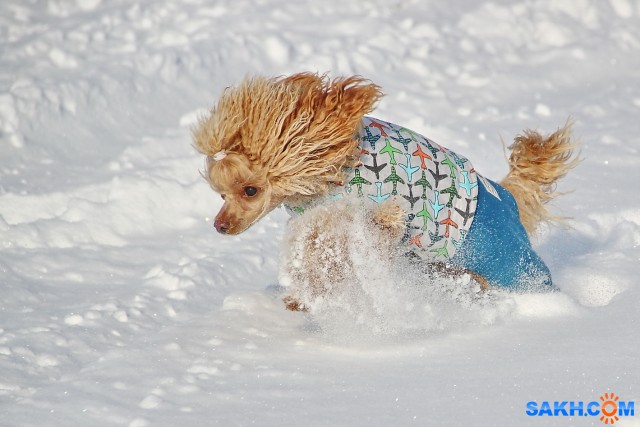 Зимой

Просмотров: 701
Комментариев: 0