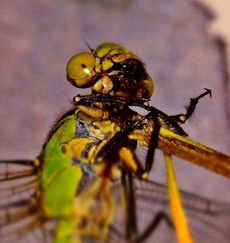 DSC04423
Фотограф: Сергей Буркацкий

Просмотров: 643
Комментариев: 0