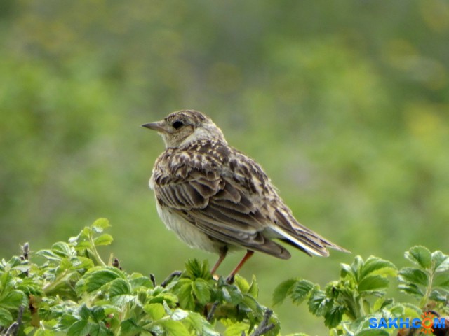 Жаворонок

Просмотров: 396
Комментариев: 2