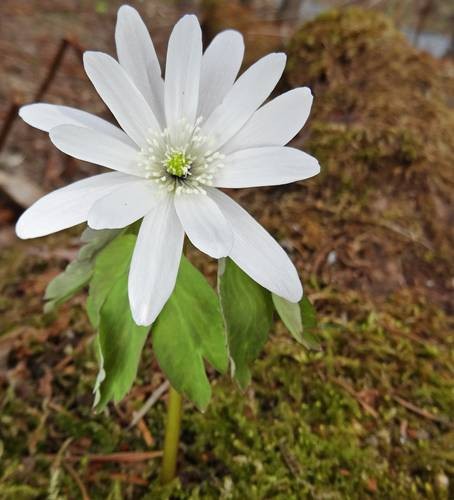 DSC01322
Фотограф: Сергей Буркацкий

Просмотров: 647
Комментариев: 0