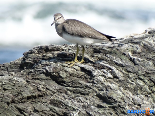 Сибирский пепельный улит
м.Острый
Просмотров: 778
Комментариев: 0