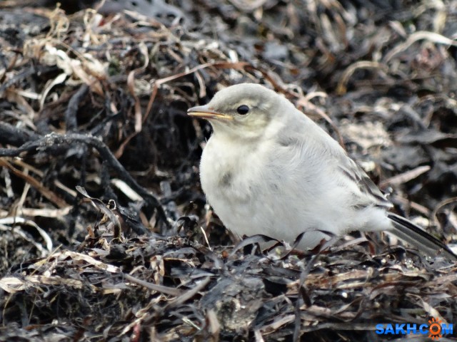 Полагаю, что это молодая трясогузка.

Просмотров: 774
Комментариев: 2