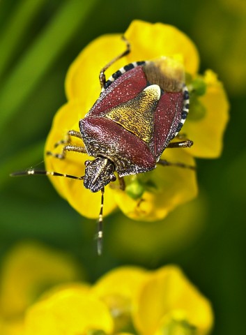 ***
Фотограф: Сергей Буркацкий

Просмотров: 617
Комментариев: 0