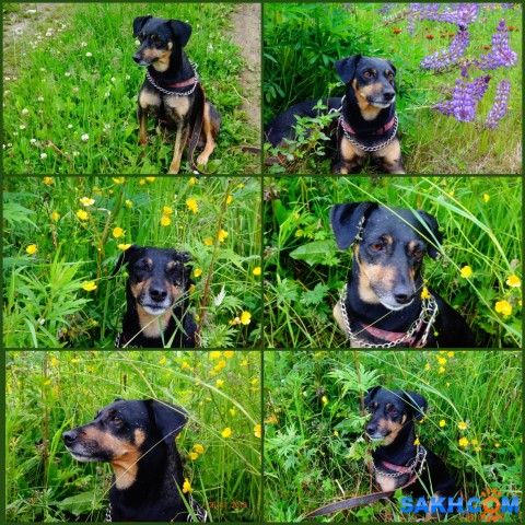 MyCollages