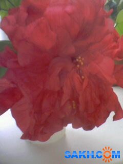 IMG0161A
китайская роза

Просмотров: 758
Комментариев: 0