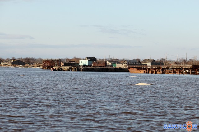 Белухи