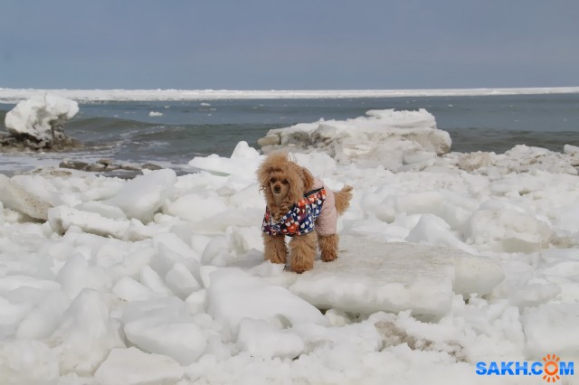 У моря

Просмотров: 673
Комментариев: 0