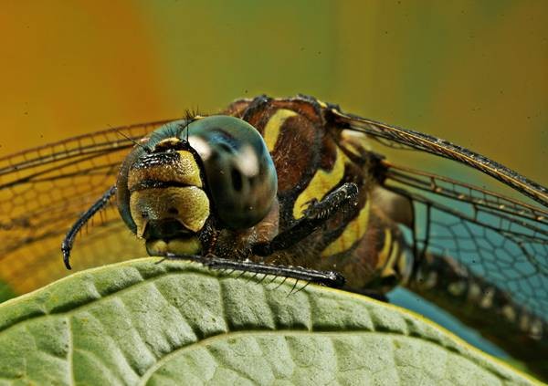 Фото 795
Фотограф: Сергей Буркацкий

Просмотров: 361
Комментариев: 0