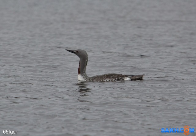 краснозобая гагара
охотское

Просмотров: 954
Комментариев: 0
