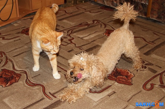 Учись

Просмотров: 701
Комментариев: 0