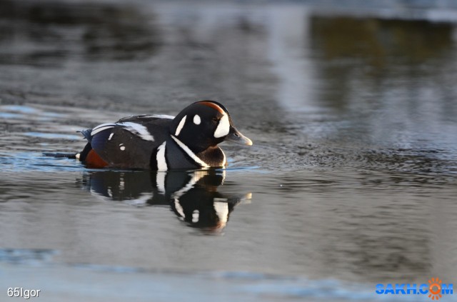 каменушка

Просмотров: 470
Комментариев: 0