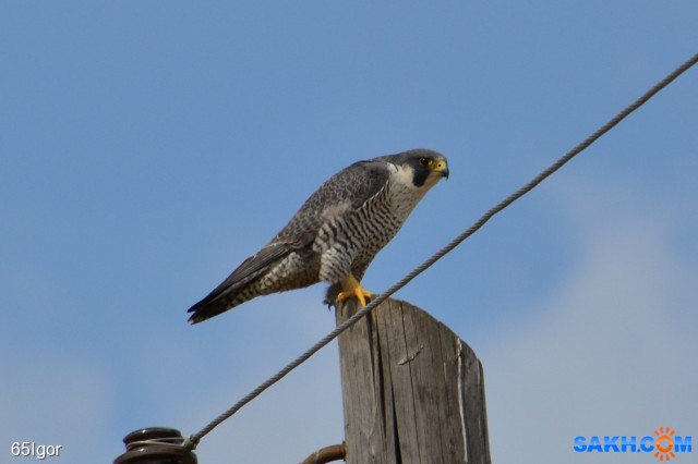 сапсан
сахалин, тымовский р-н

Просмотров: 843
Комментариев: 0