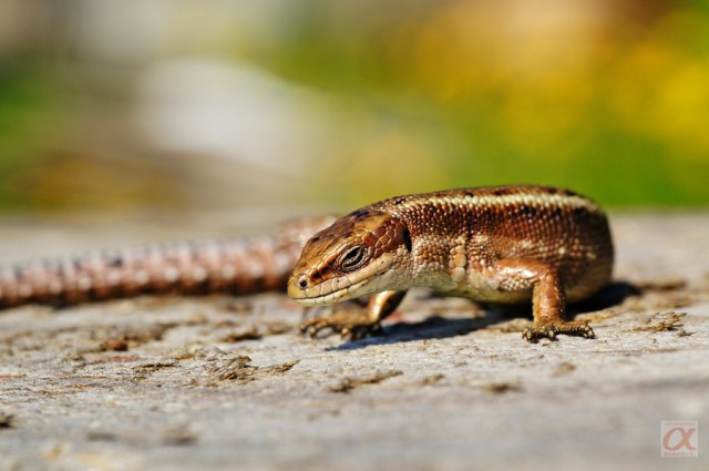 ***
Фотограф: Сергей Буркацкий

Просмотров: 991
Комментариев: 0