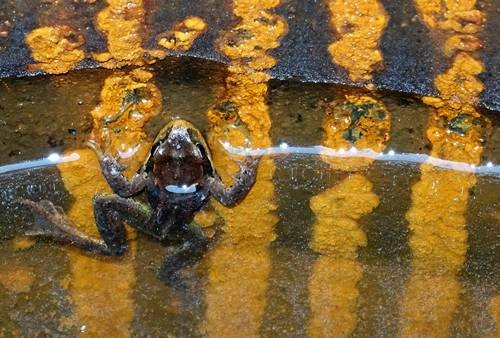 DSC03507
Фотограф: Сергей Буркацкий

Просмотров: 406
Комментариев: 0