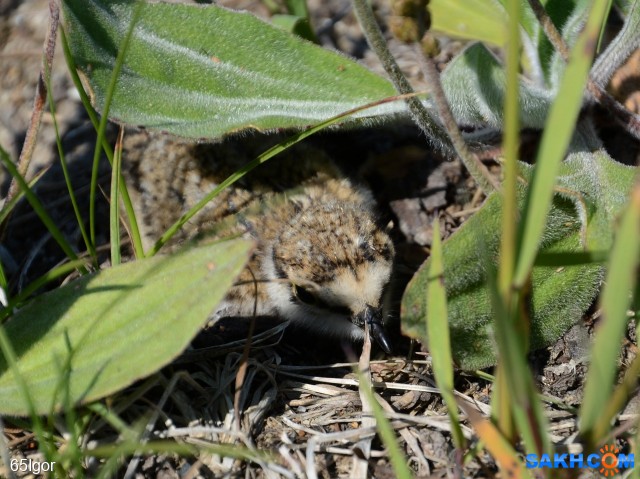 под листом
зуёк

Просмотров: 326
Комментариев: 0