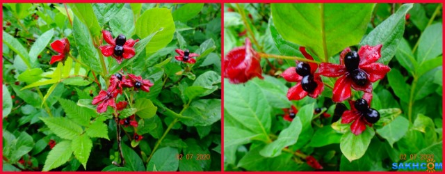 MyCollages