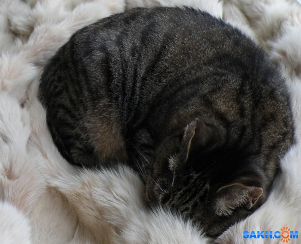 Нюся в мехах... спит...

Просмотров: 1796
Комментариев: 0