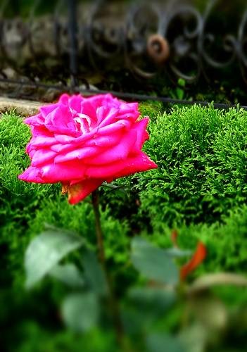 DSC00444
Фотограф: Сергей Буркацкий

Просмотров: 345
Комментариев: 0