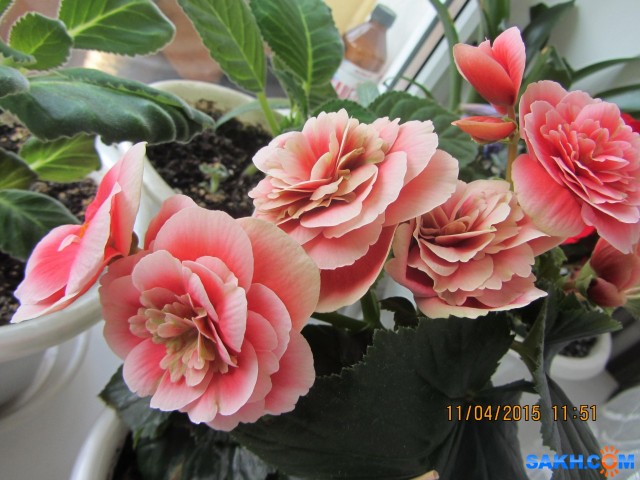 IMG_4266

Просмотров: 3341
Комментариев: 0