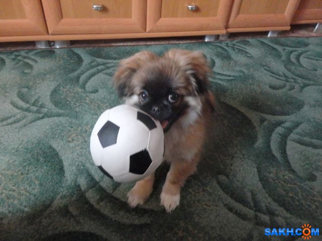 getImage (20)
Фотограф: Ирина

Просмотров: 2351
Комментариев: 0