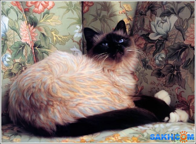 24
Фотограф: synthetic

Просмотров: 206
Комментариев: 0