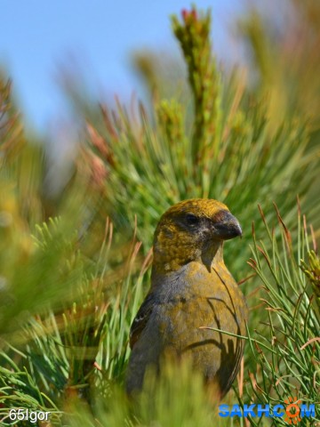 щур

Просмотров: 949
Комментариев: 0
