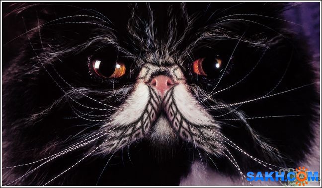 42
Фотограф: synthetic

Просмотров: 497
Комментариев: 0