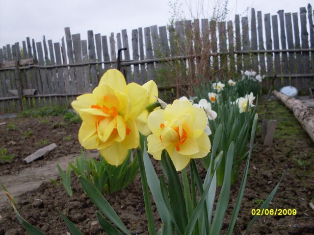 Нарциссы
Фотограф: Maricha

Просмотров: 1102
Комментариев: 1