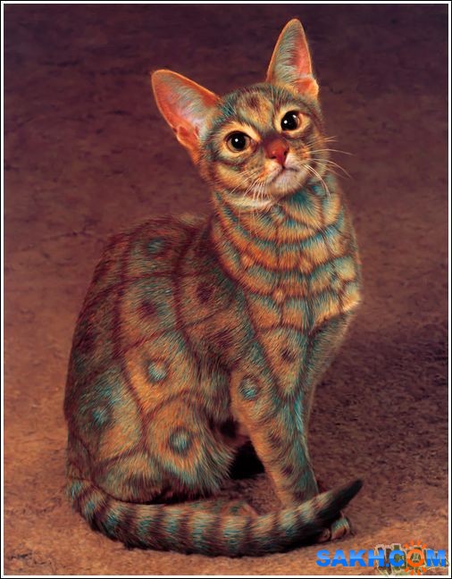 2
Фотограф: synthetic

Просмотров: 274
Комментариев: 0