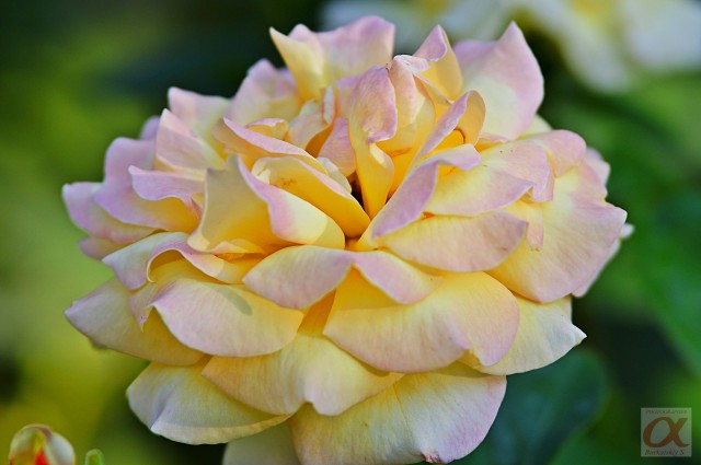 ***
Фотограф: Сергей Буркацкий

Просмотров: 1037
Комментариев: 0