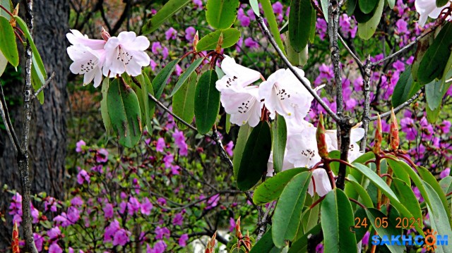 Родедендрон.

Просмотров: 353
Комментариев: 0