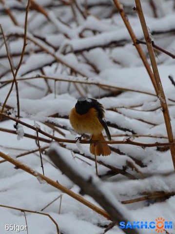 горихвостка
александровск-сахалинский

Просмотров: 357
Комментариев: 0