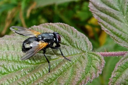 DSC03603
Фотограф: Сергей Буркацкий

Просмотров: 462
Комментариев: 0