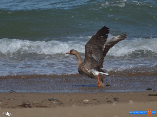 гусь белолобый
через взмах попал под выстрел.

Просмотров: 551
Комментариев: 1