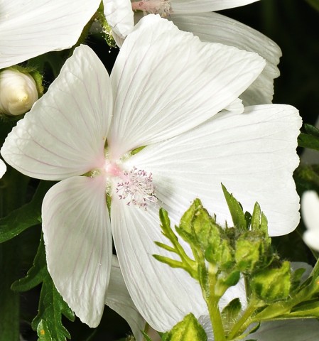 DSC01829
Фотограф: Сергей Буркацкий

Просмотров: 370
Комментариев: 0