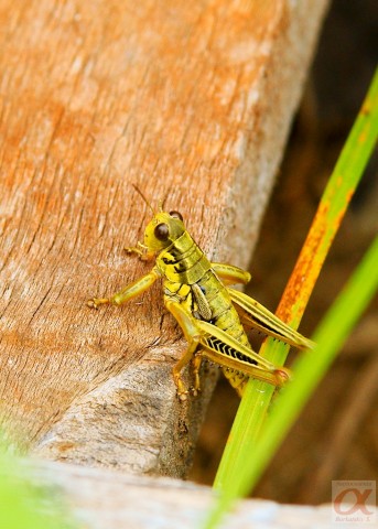 ***
Фотограф: Сергей Буркацкий

Просмотров: 820
Комментариев: 0