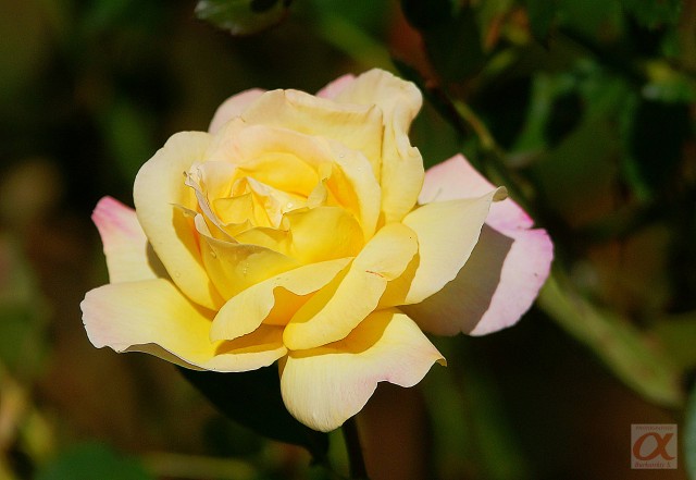 ***
Фотограф: Сергей Буркацкий

Просмотров: 1351
Комментариев: 0