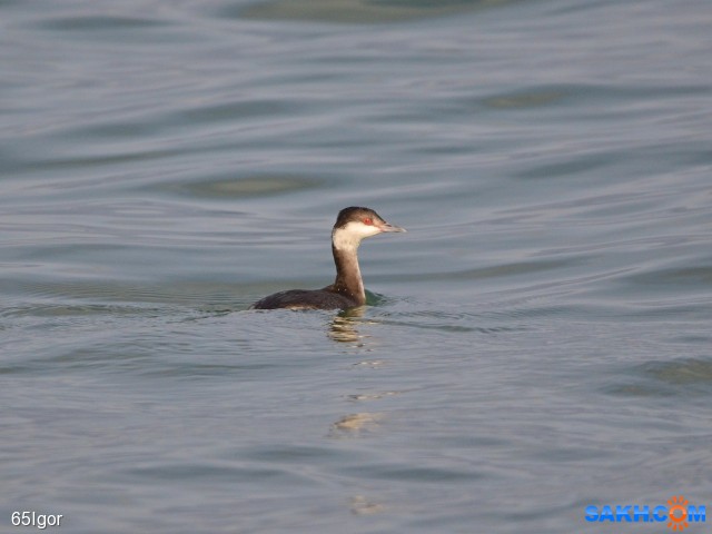 красношейная поганка

Просмотров: 843
Комментариев: 0