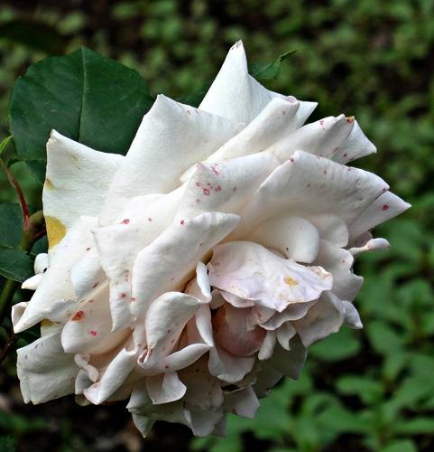 DSC00435
Фотограф: Сергей Буркацкий

Просмотров: 357
Комментариев: 0