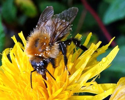 DSC03670
Фотограф: Сергей Буркацкий

Просмотров: 522
Комментариев: 0