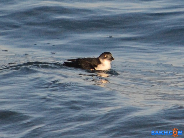 канюга-крошка.1jpg
охотское

Просмотров: 692
Комментариев: 0