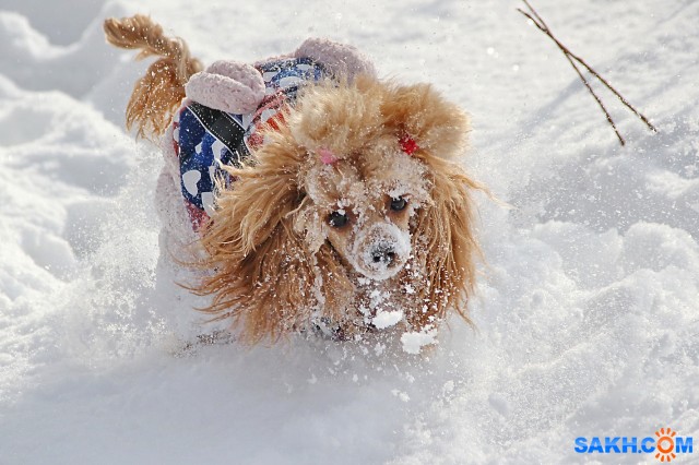 Мышкует

Просмотров: 1001
Комментариев: 0